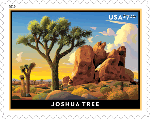 Joshuatree