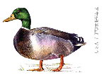 mallard